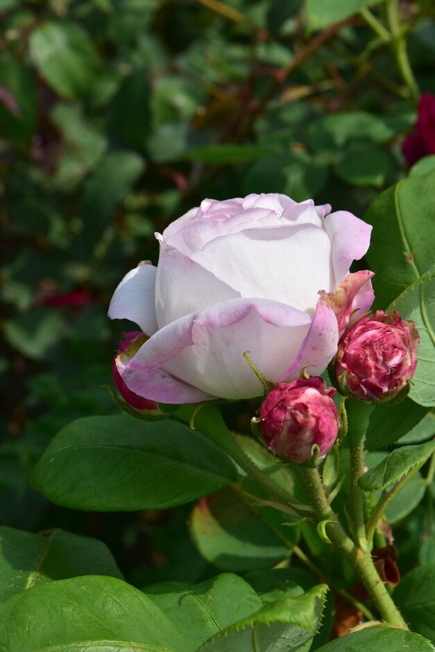 rose 'James Bourgault'