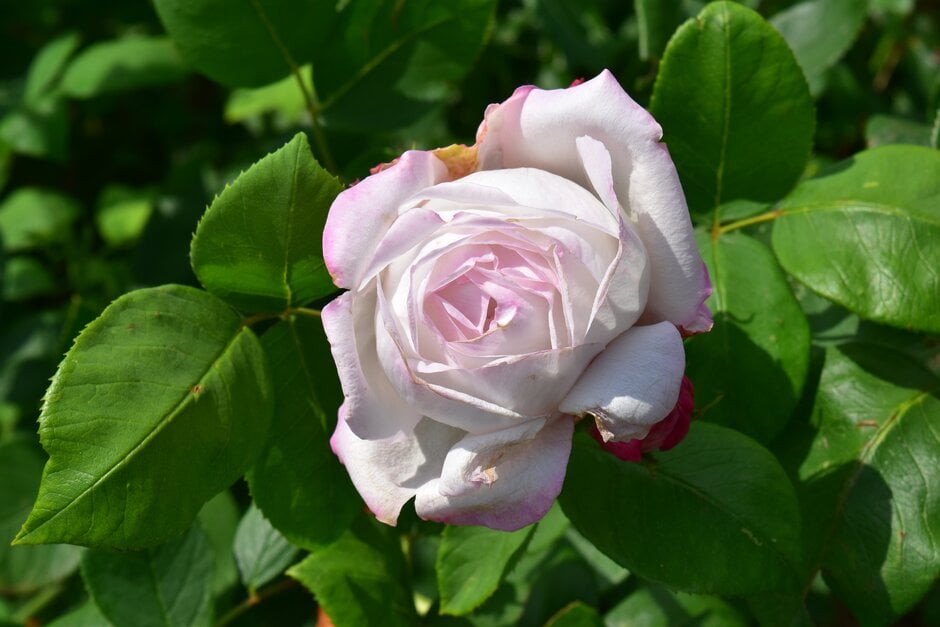 rose 'James Bourgault'