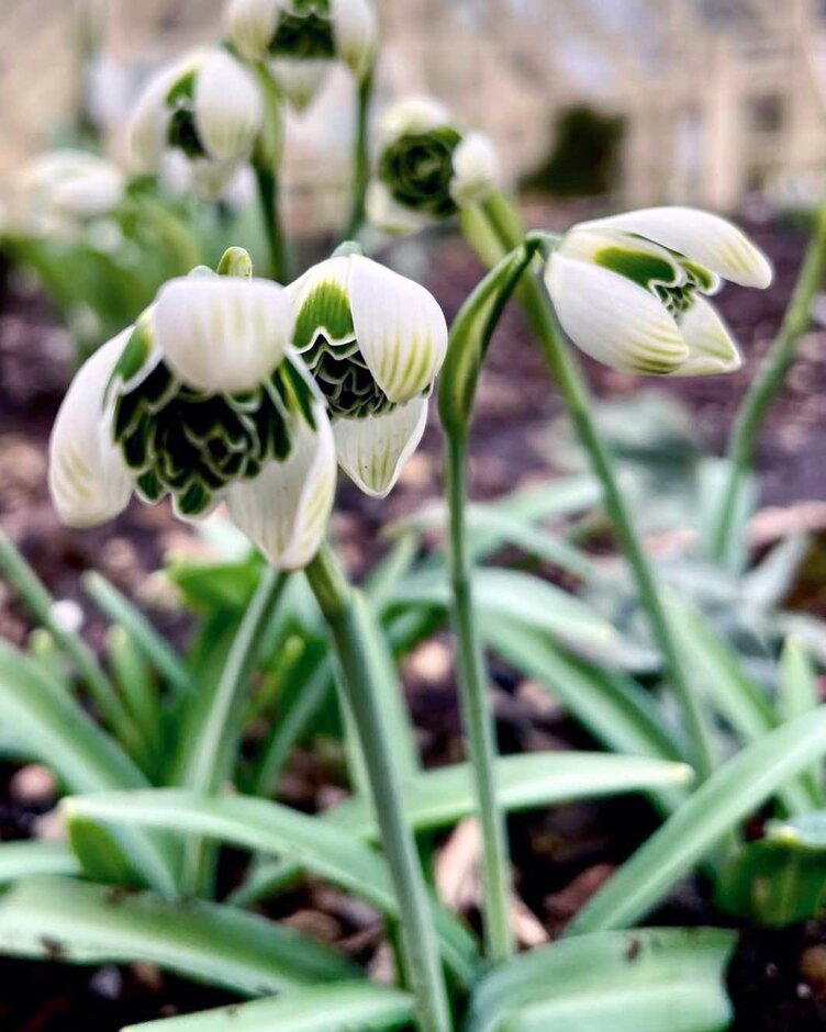 snowdrop 'Jacquenetta'