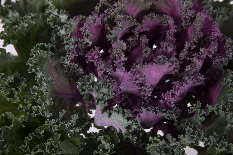 curly kale 'Rainbow Candy Crush'