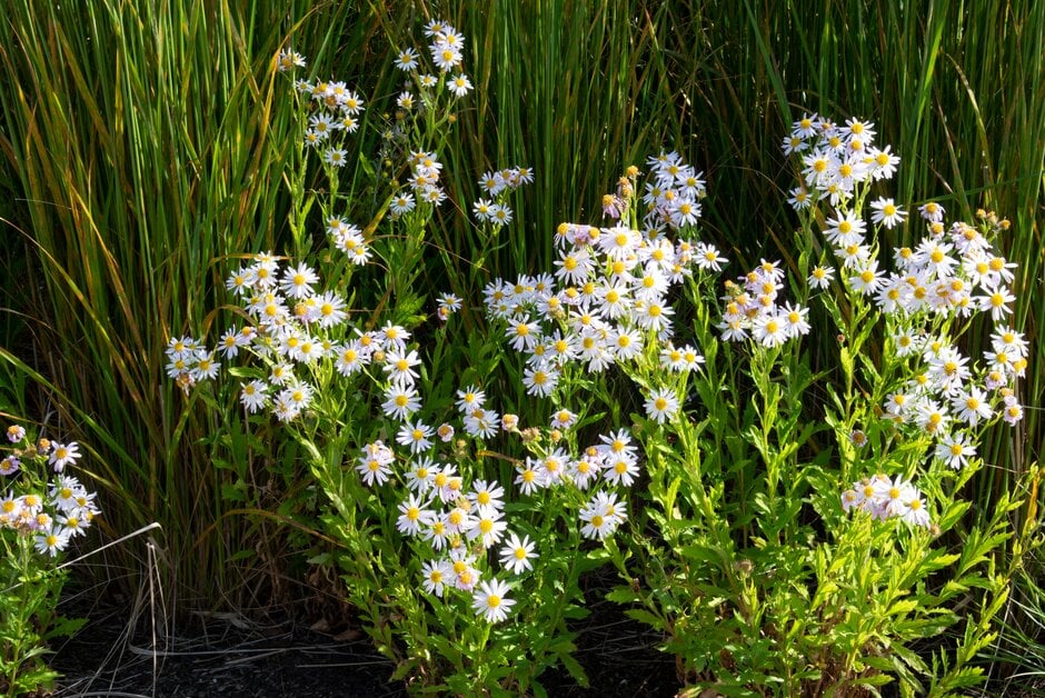 Japanese aster 'Daisy Mae'