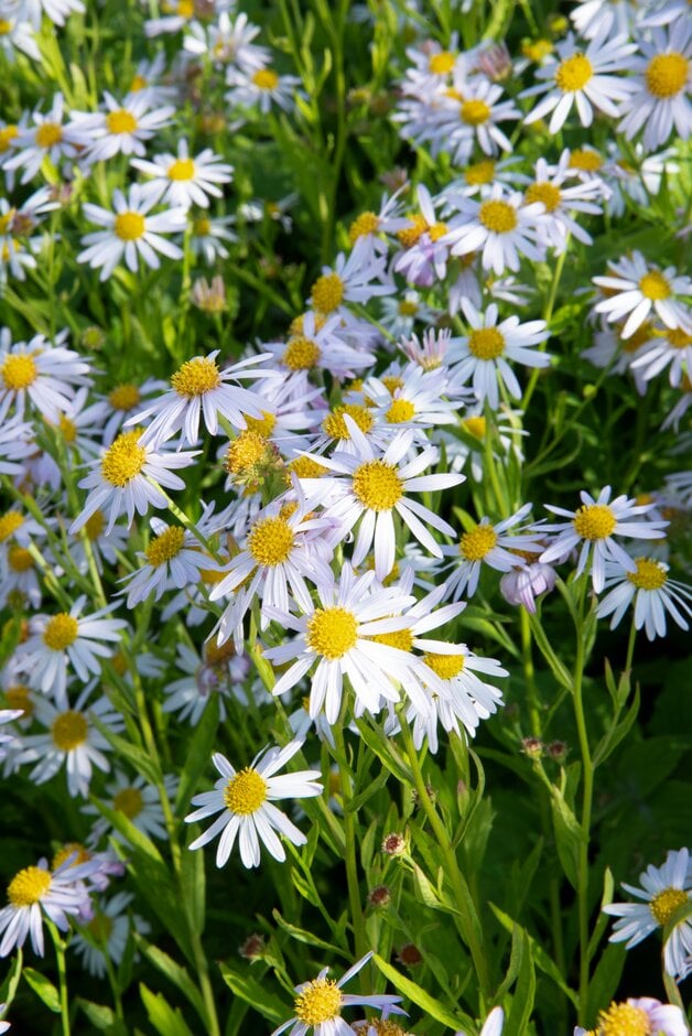 Japanese aster 'Daisy Mae'