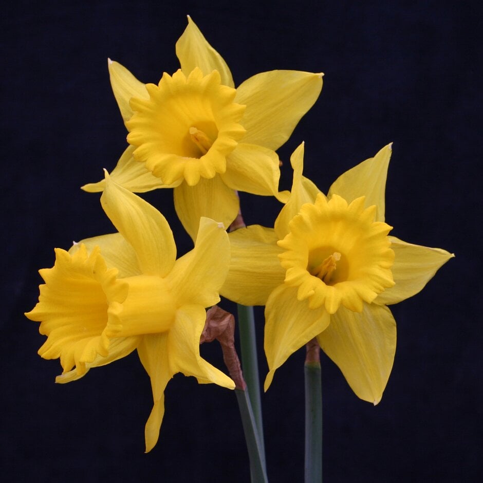 daffodil 'King Alfred'