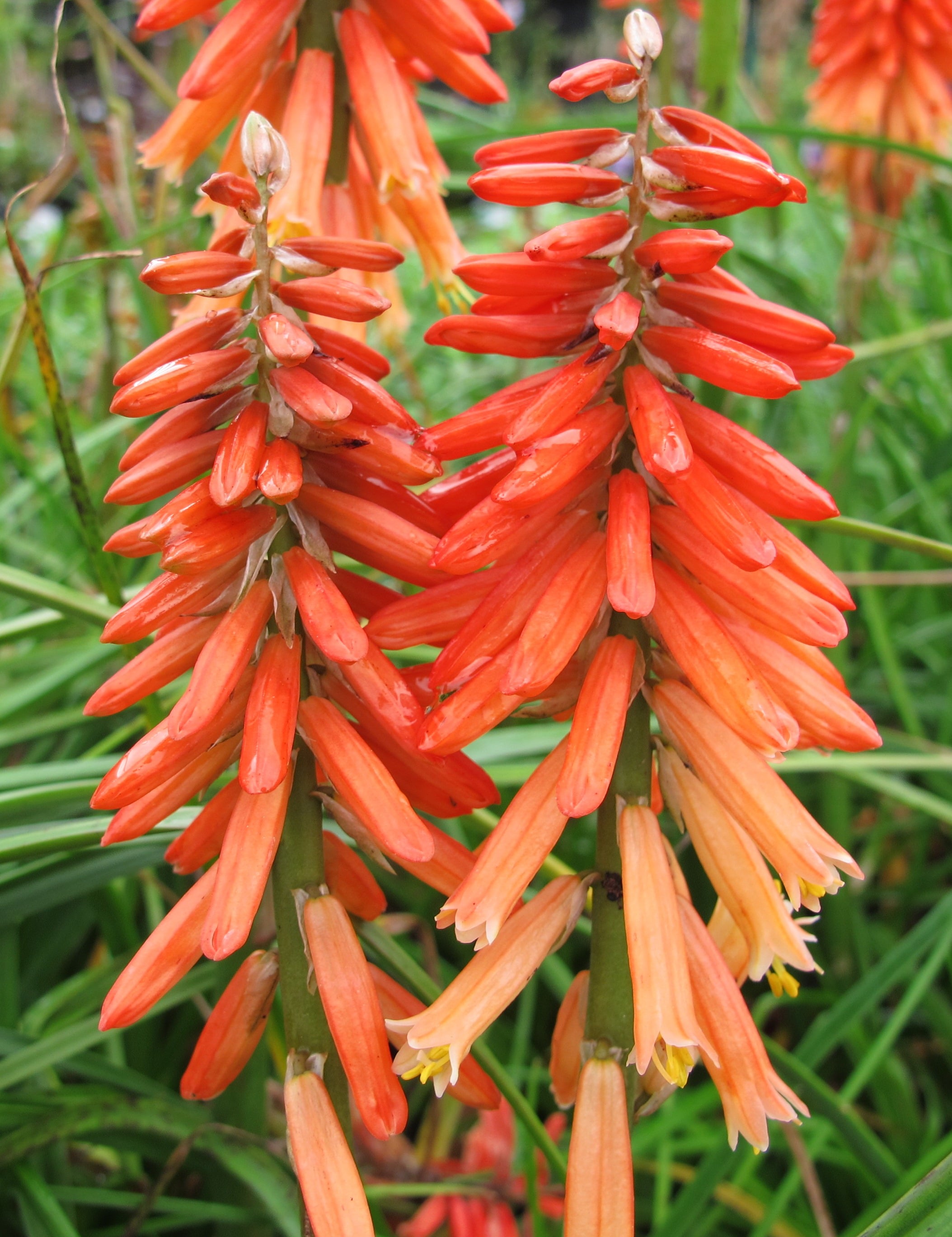 red-hot poker 'John Benary'