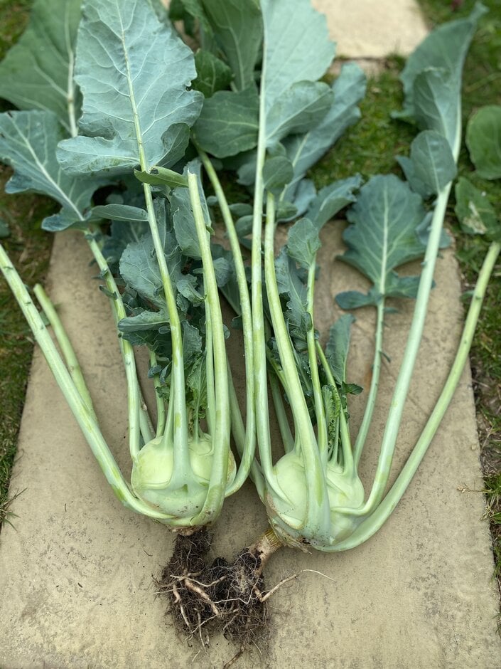 kohlrabi 'Kossak'