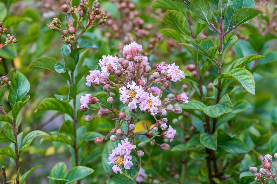 crape myrtle [Eveline]