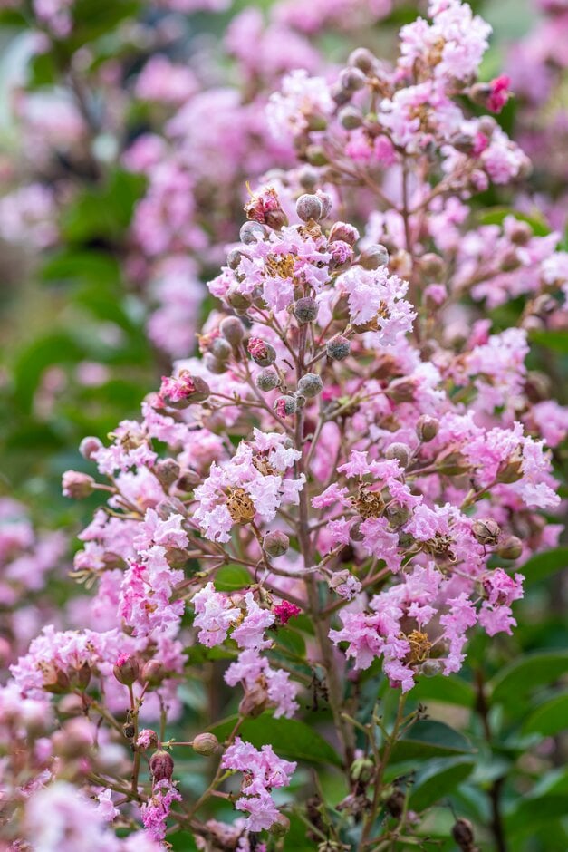 crape myrtle [Eveline]