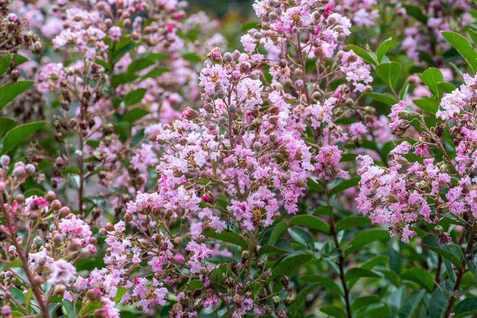 crape myrtle [Eveline]