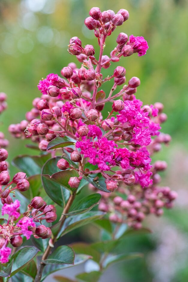 Lagerstroemia indica Fuchsia d'Été ('Indyfus'PBR) (Indya Charms