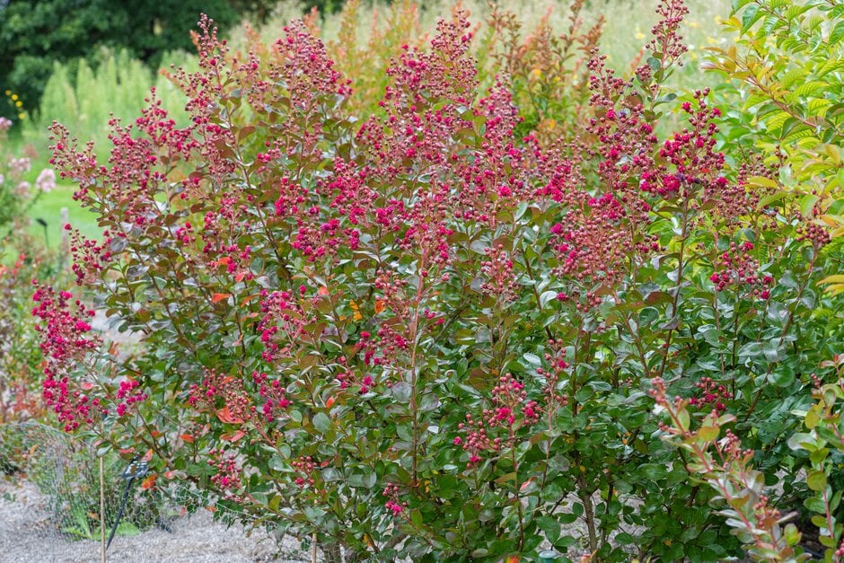 crape myrtle [Braise d'Été]