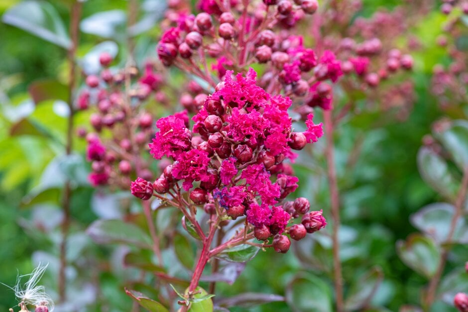 crape myrtle [Braise d'Été]