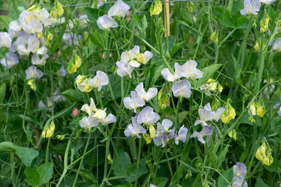 sweet pea 'Dragonfly'