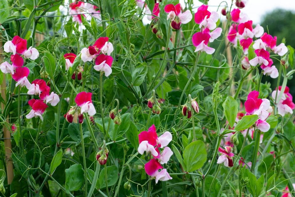 sweet pea 'Little Red Riding Hood'