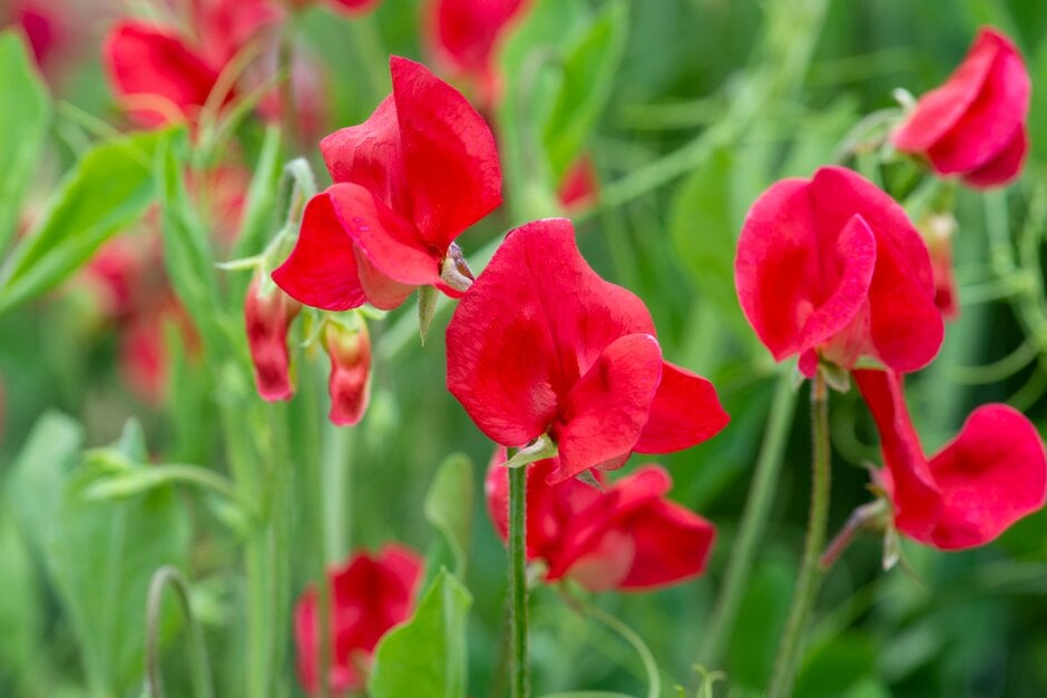 sweet pea 'Queen Alexandra'