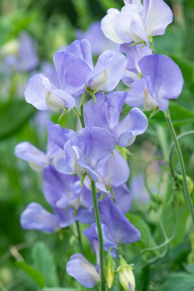 sweet pea 'Kingfisher'