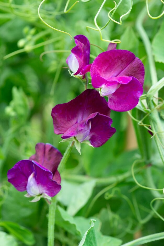 sweet pea 'Montpellier'