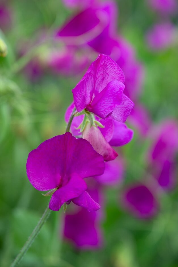 sweet pea 'Roosterville'