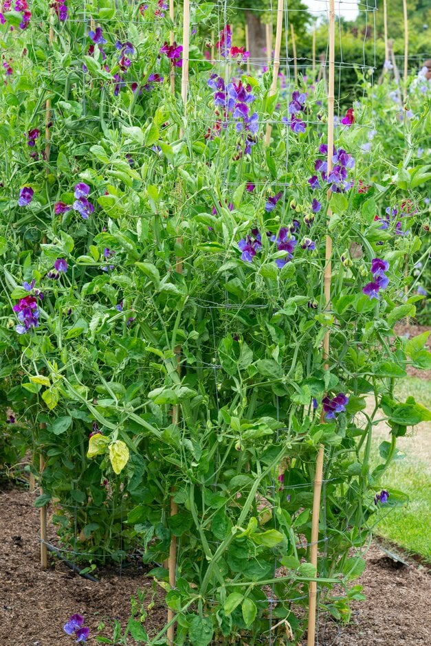 sweet pea 'Indigo King'