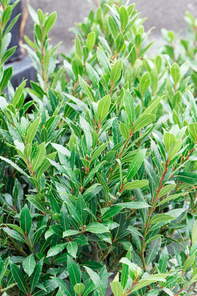Laurus nobilis Little Ragu ('Monrik')