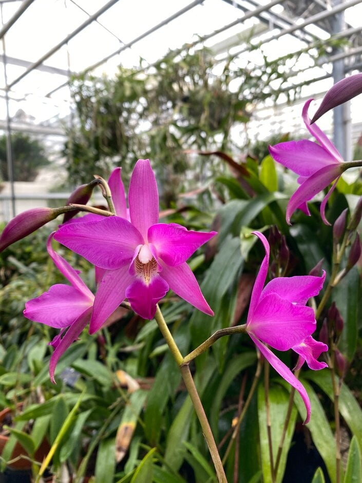 Gould's laelia