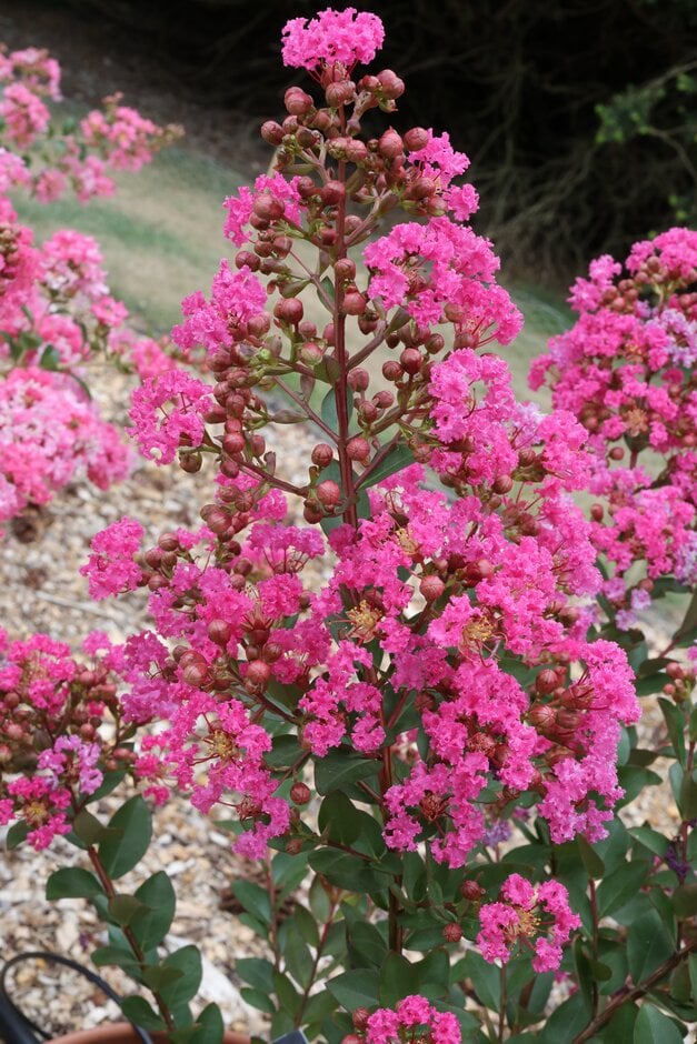 crape myrtle [With Love Kiss]