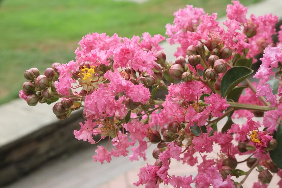 crape myrtle