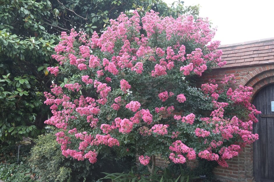 crape myrtle