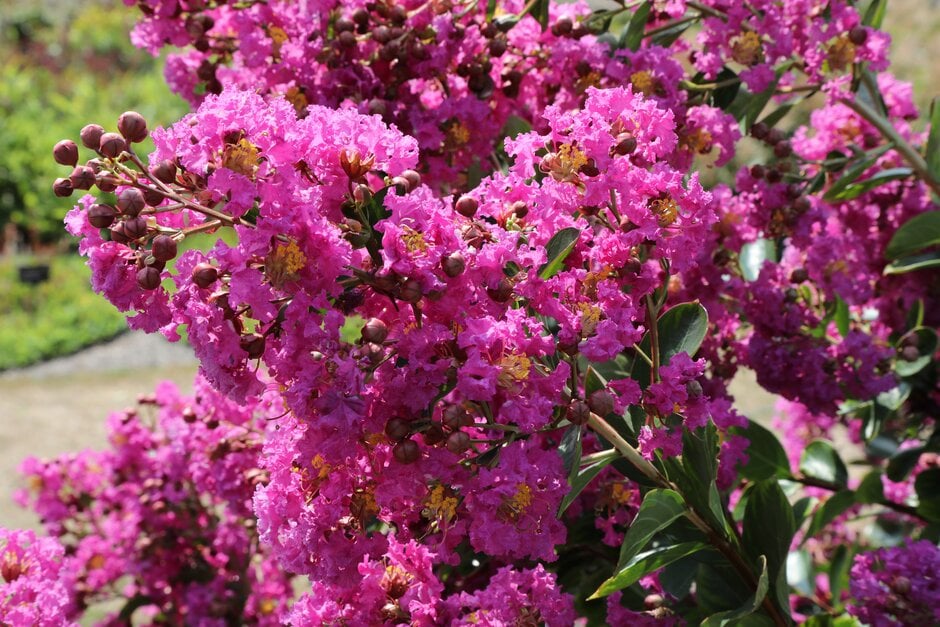crape myrtle [Violet d'Été]