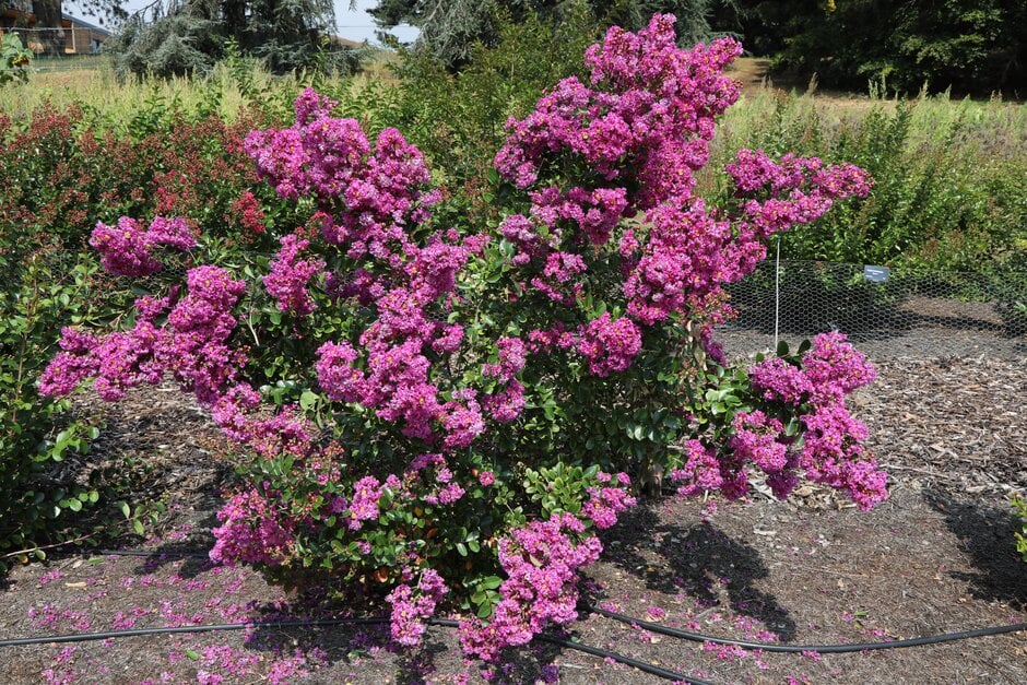 crape myrtle [Violet d'Été]