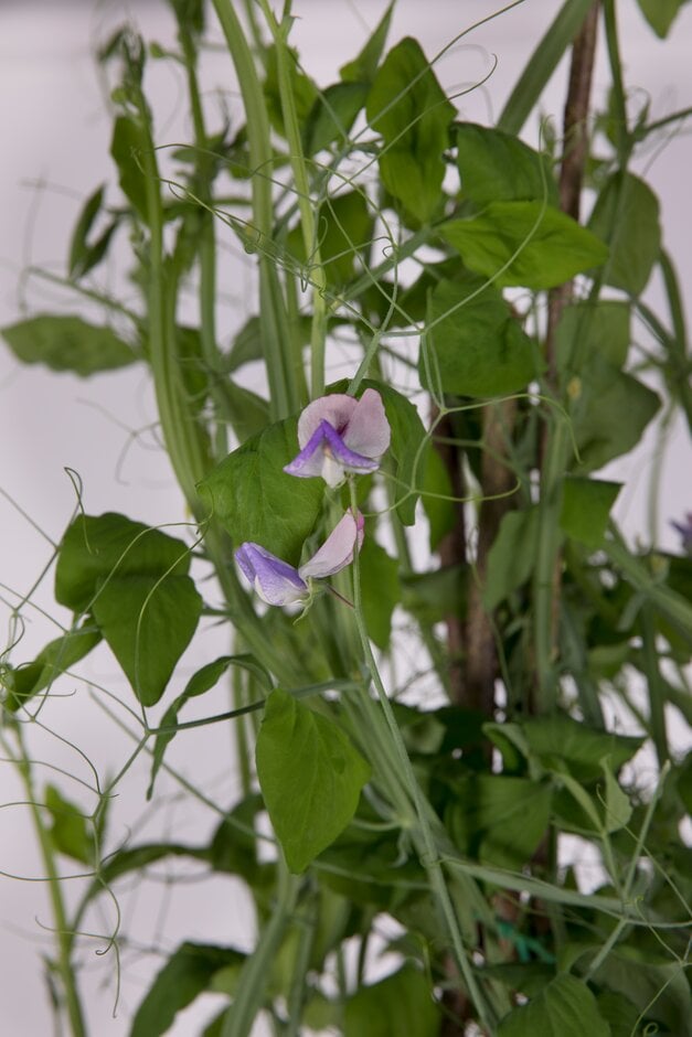 sweet pea 'Three Times As Sweet'