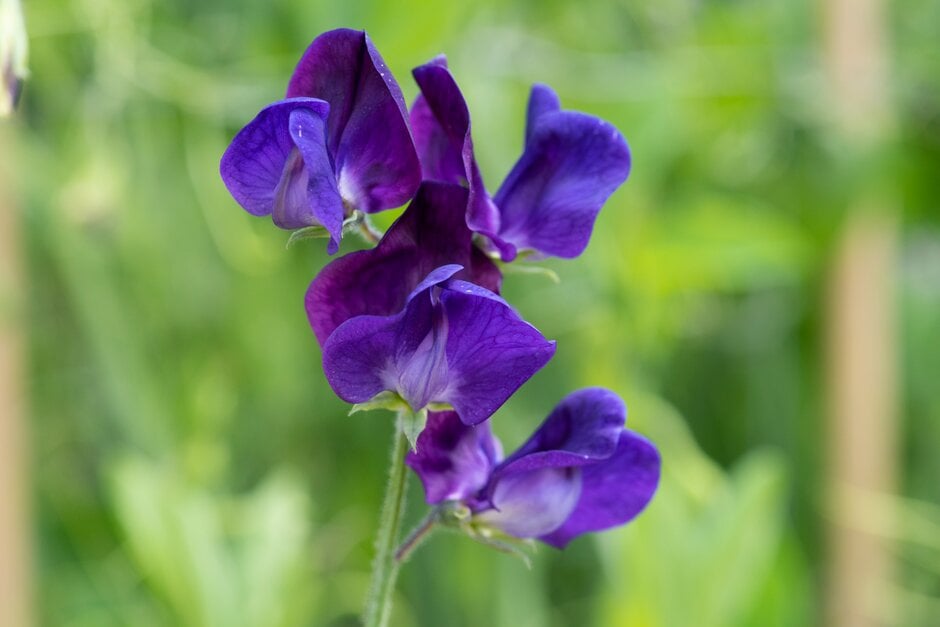 sweet pea 'Lord Nelson'