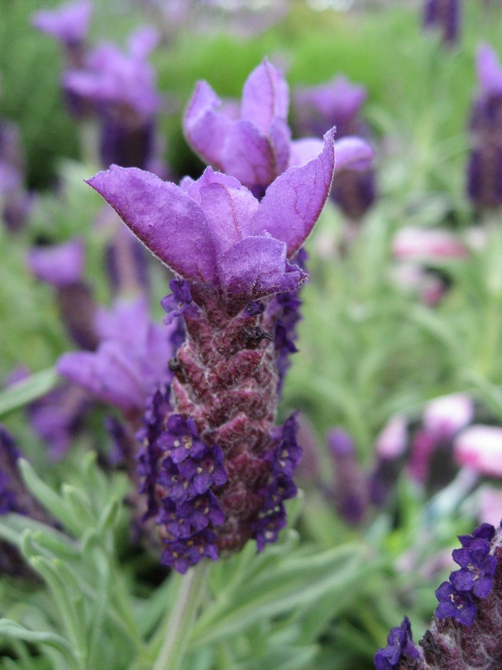 French lavender 'Provençal'