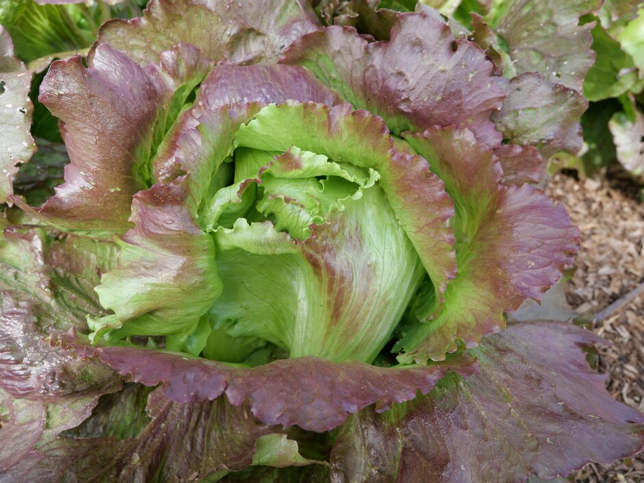 lettuce 'Sioux'