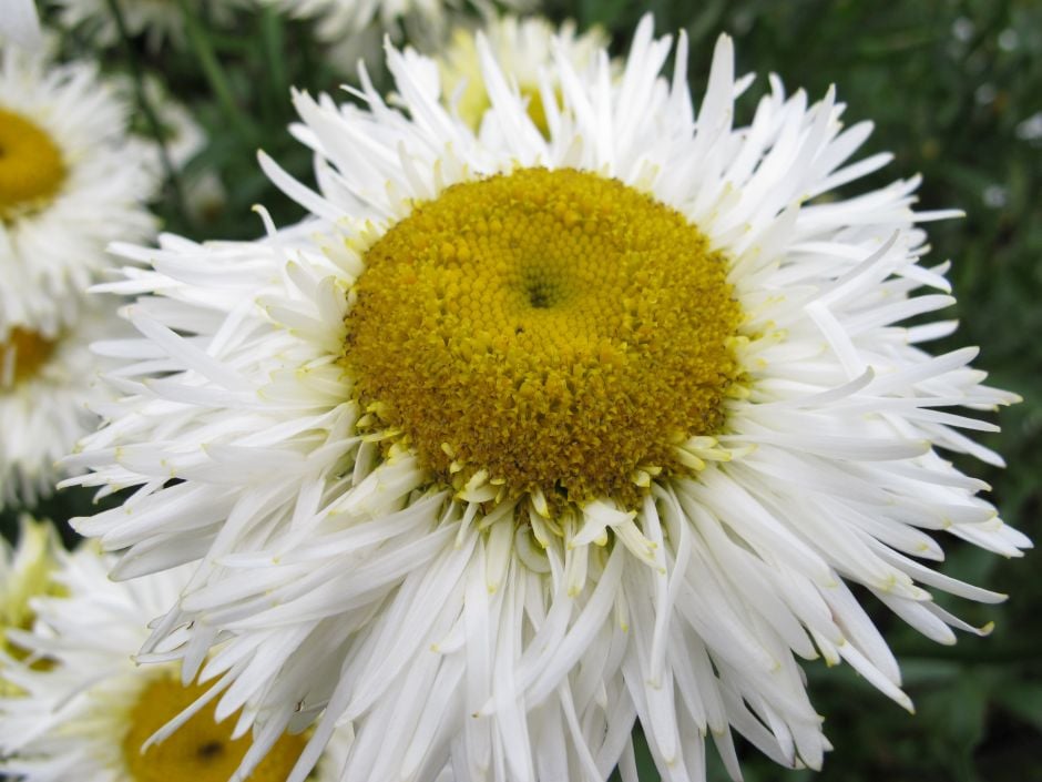Shasta daisy 'Real Galaxy'