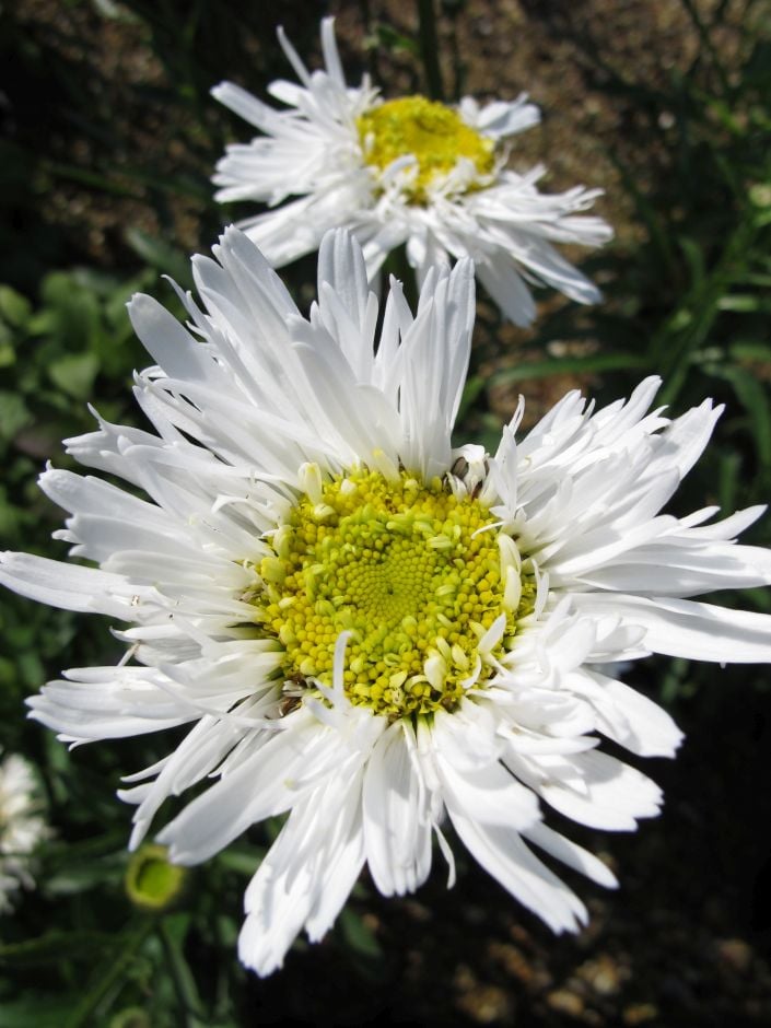 Shasta daisy 'Sante'