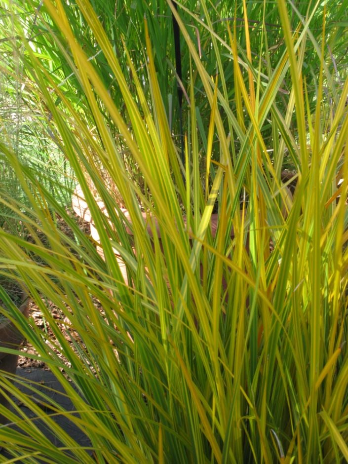 New Zealand iris 'Goldfinger'