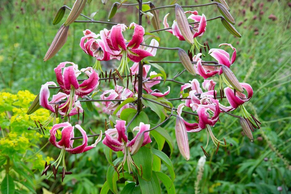 lily 'Black Beauty'