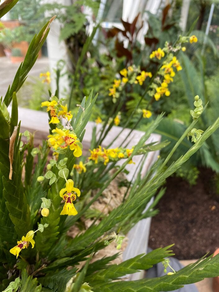 Oersted's lockhartia