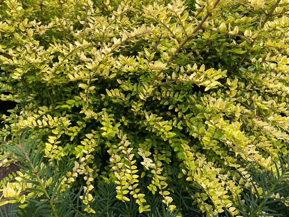 honeysuckle 'Baggesen's Gold'