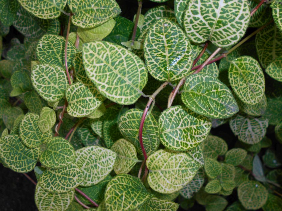 Japanese honeysuckle 'Aureoreticulata'