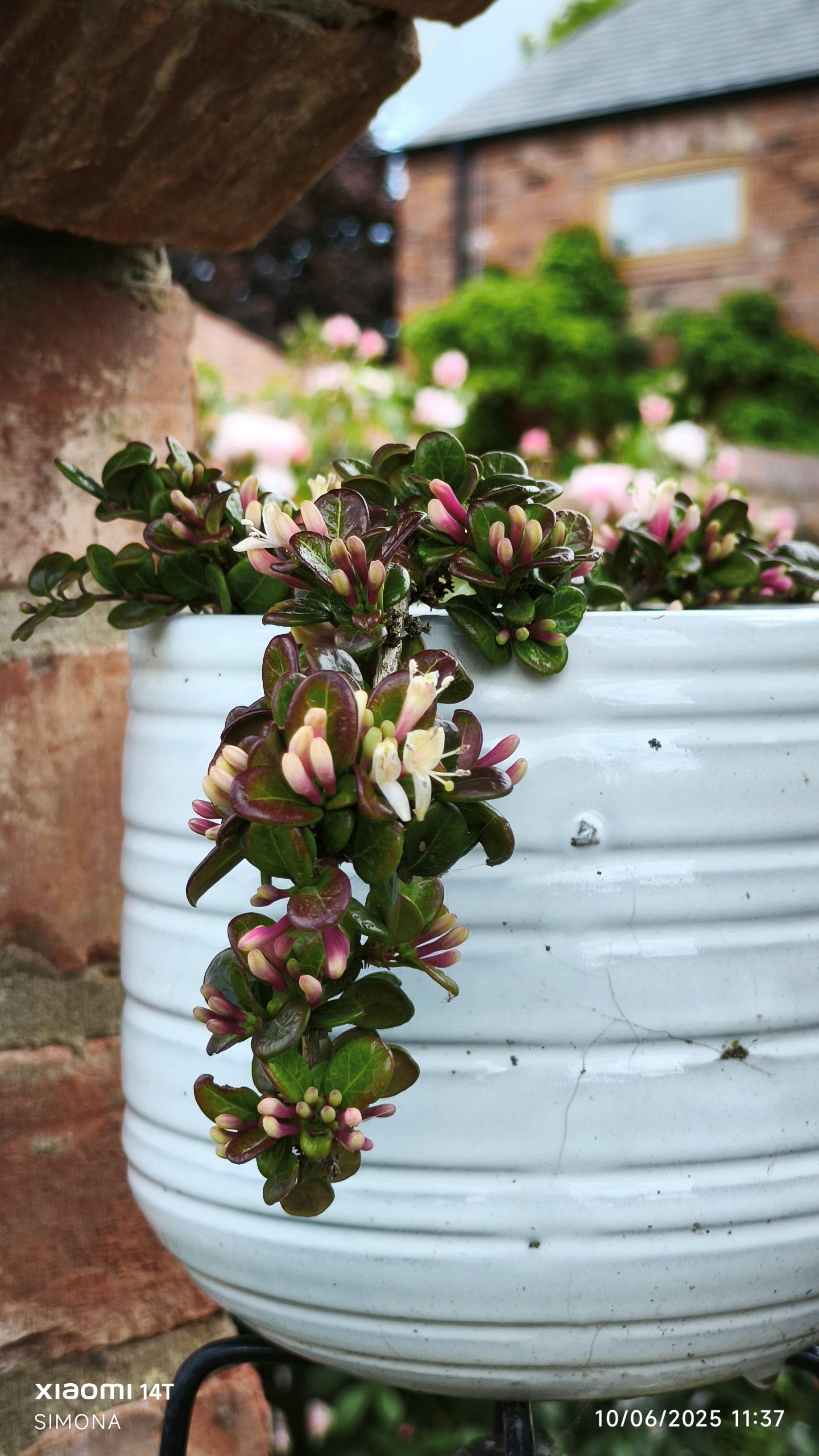 Lonicera crassifolia|creeping honeysuckle/RHS Gardening