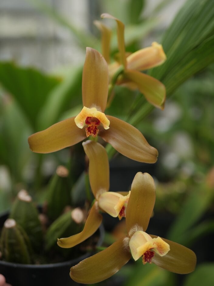 <i>Lycaste</i> Albanensis gx