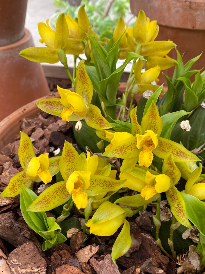 <i>Lycaste</i> Chiltern Hundreds gx