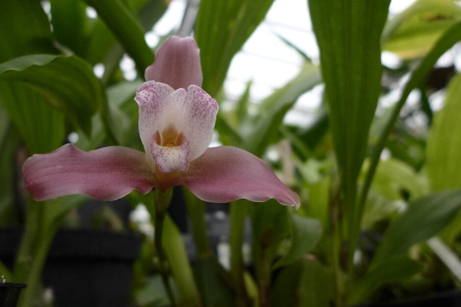 <i>Lycaste</i> Rosamond gx