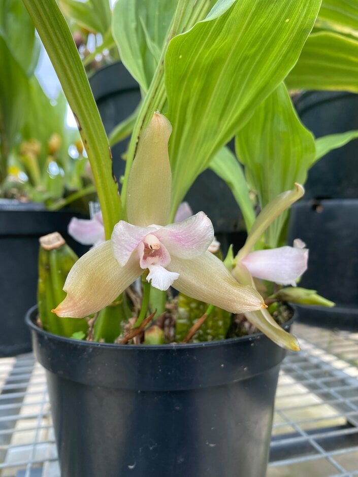 <i>Lycaste</i> <i>tricolor</i>