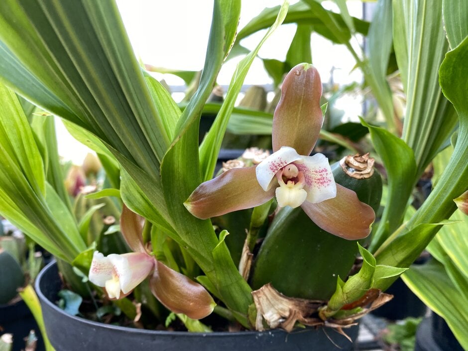 <i>Lycaste</i> <i>xytriophora</i>