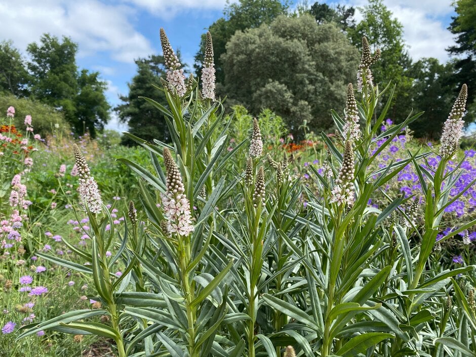 willow-leaved loosestrife
