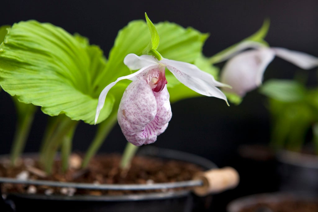 Formosan lady's slipper orchid