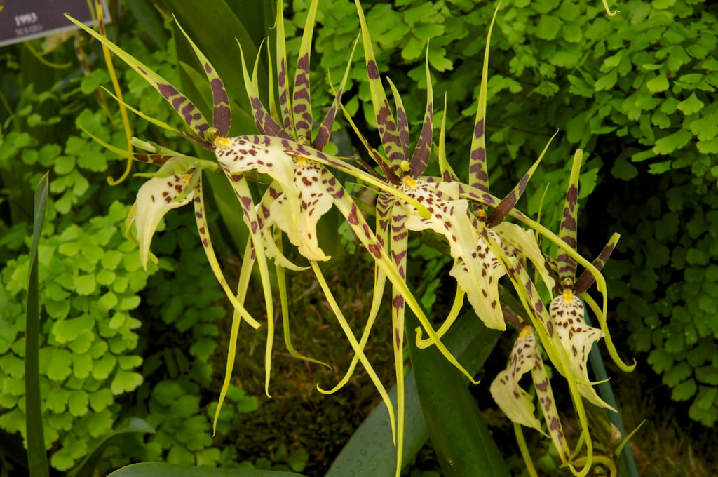 spider orchid Eternal Wind gx
