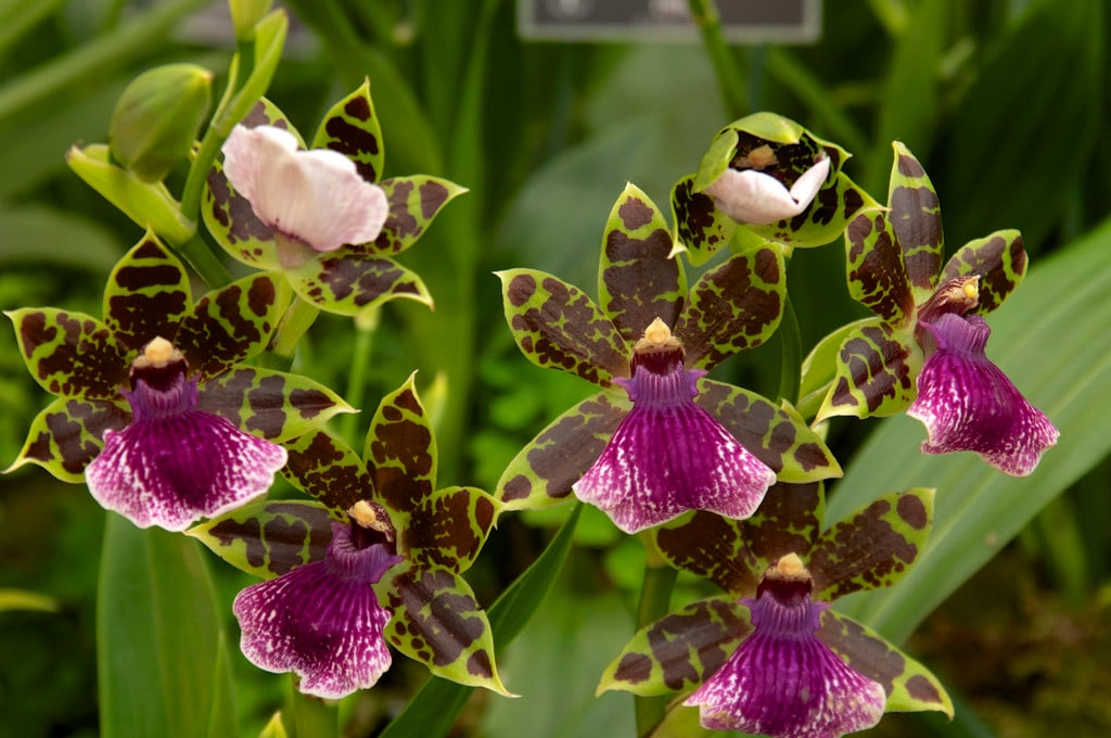 zygopetalum 'Scentsation'